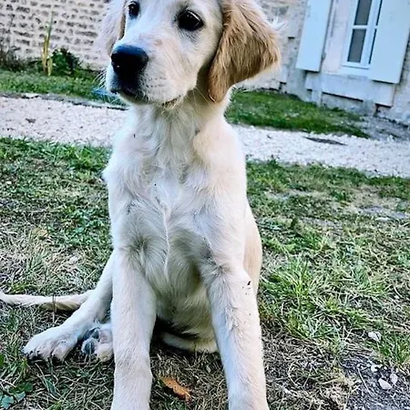 Дом отдыха Le Pigeonnier Verrieres (Charente)